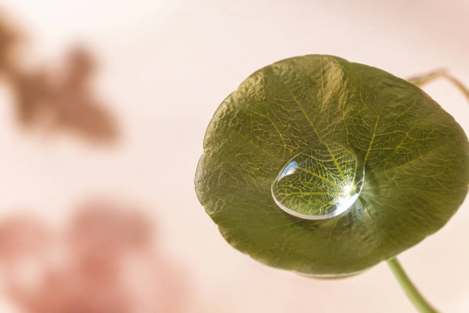 Macro d'une feuille de centella asiatica avec une goutte de sérum translucide